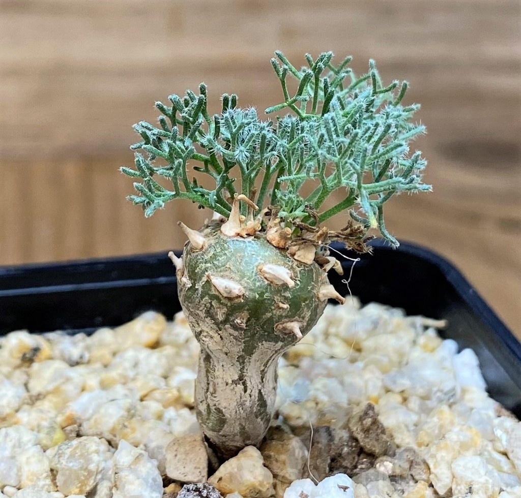 SH28695 Sarcocaulon peniculinum