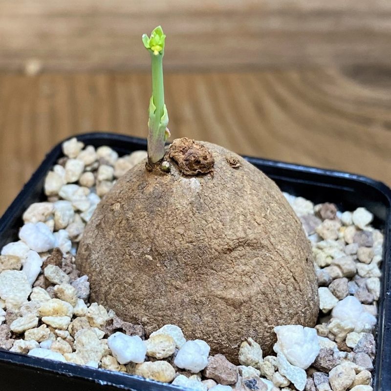 SH28696 Stephania erecta