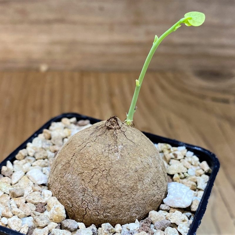 SH28697 Stephania erecta