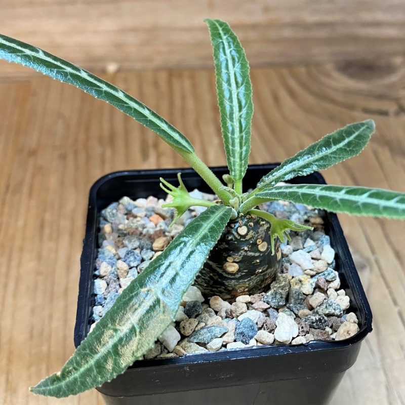 SH28698 Dorstenia lancifolia