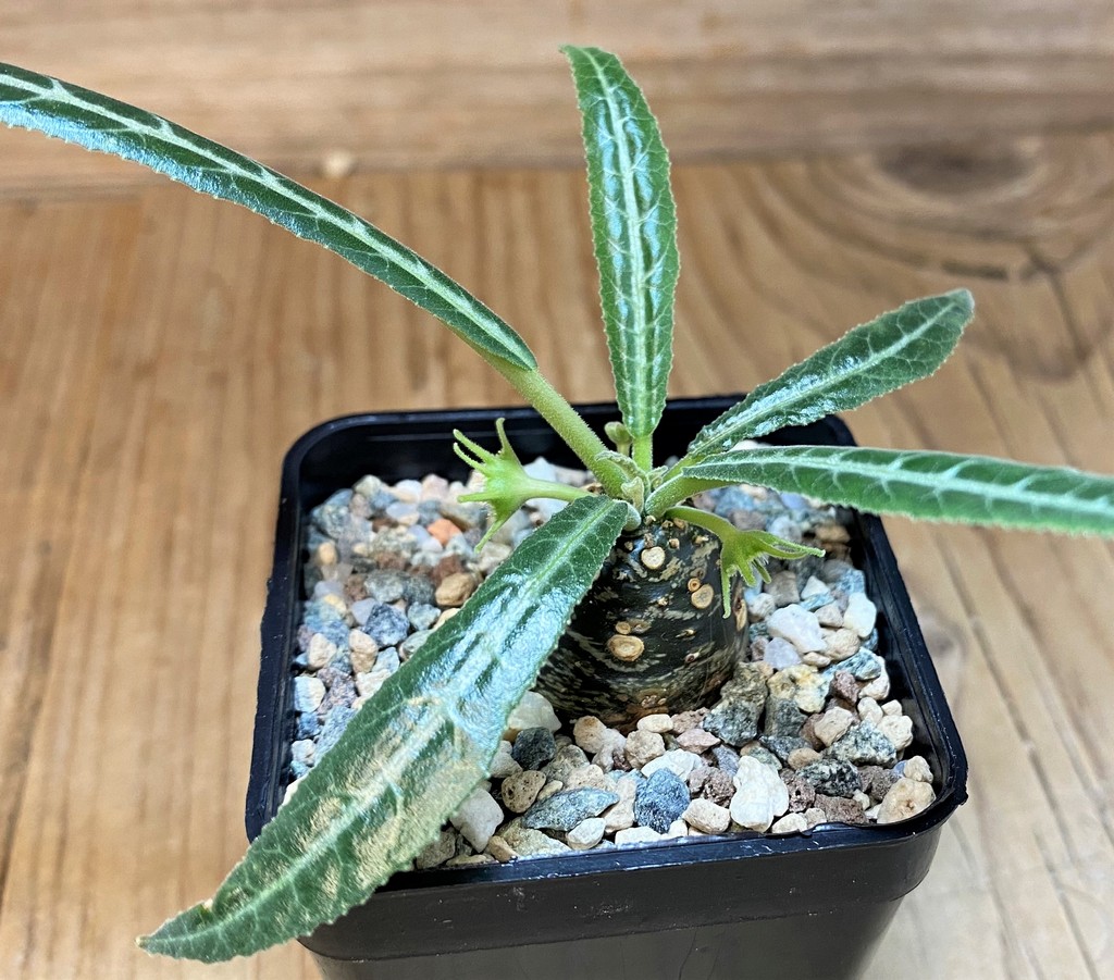 SH28698 Dorstenia lancifolia