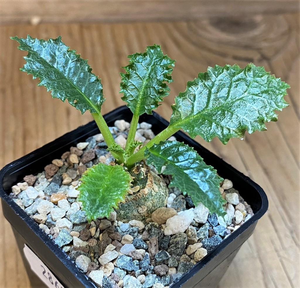SH28699 Dorstenia horwoodii - immagine 2