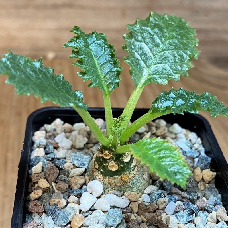 SH28699 Dorstenia horwoodii