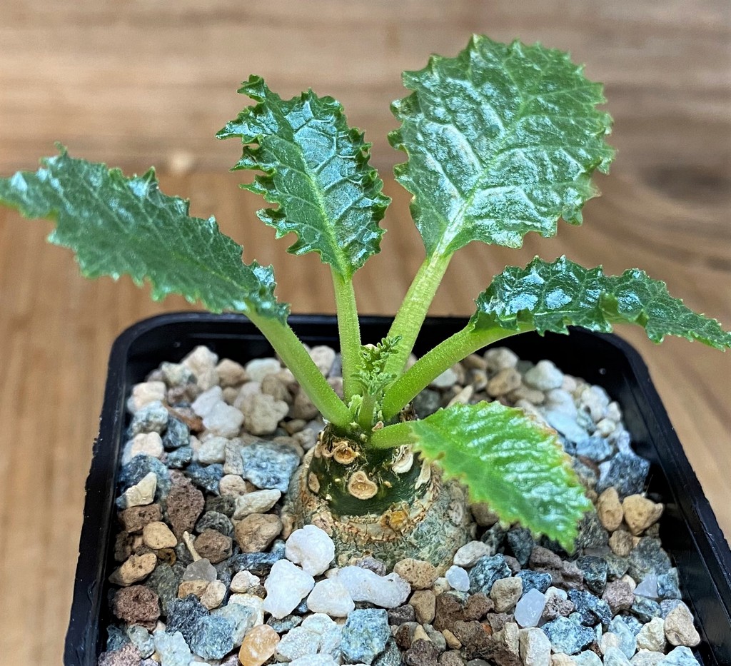 SH28699 Dorstenia horwoodii