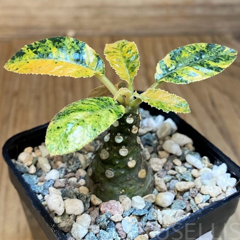 SH28700 Dorstenia hybrid f. variegata