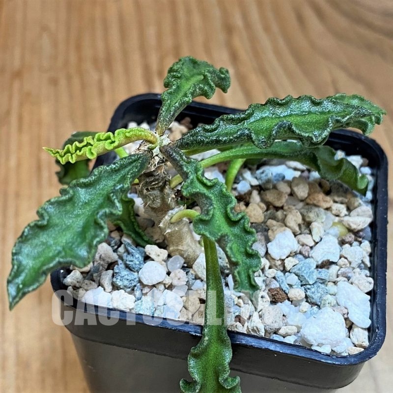 SH28701 Euphorbia decaryi v. spirosticha