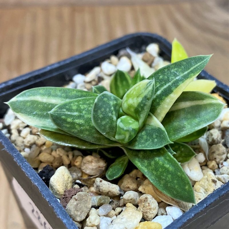 SH28651 Gasteria minima f. variegata
