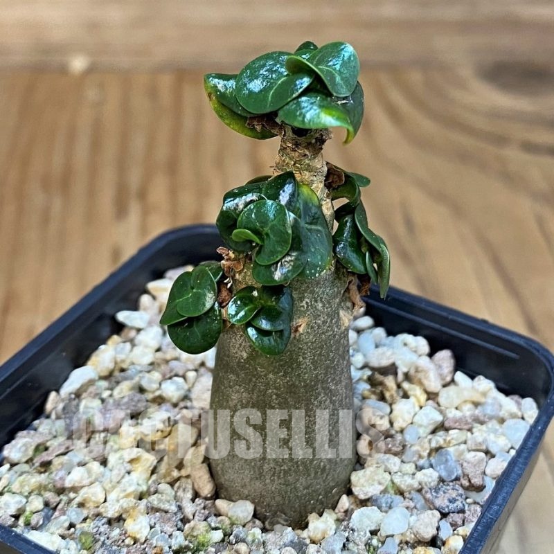 SH28702 Adenium arabicum DHA