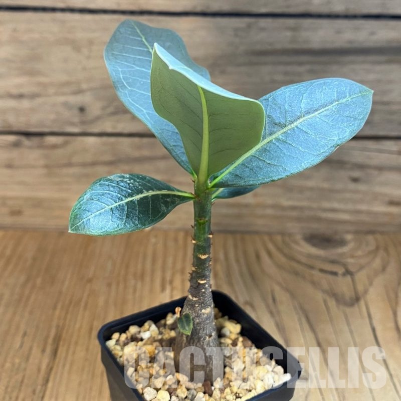 SH28703 Adenium arabicum ‘Black Body’