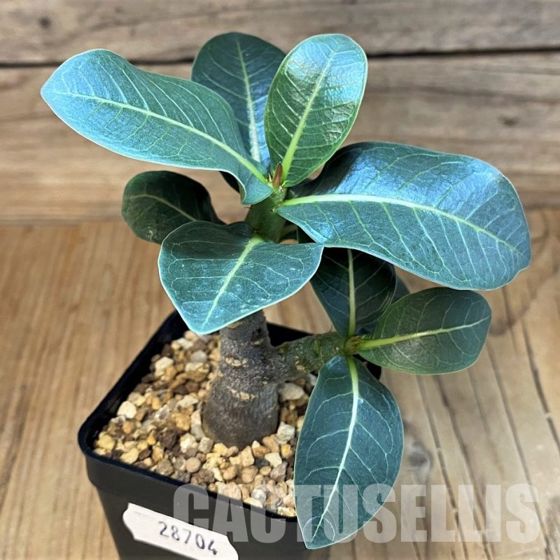 SH28704 Adenium arabicum ‘Black Body’