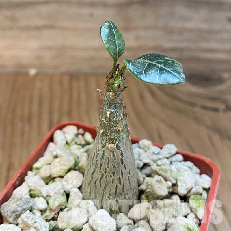 SH28705 Adenium socotranum
