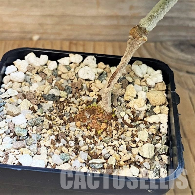 SH28706 Sinningia leucotricha