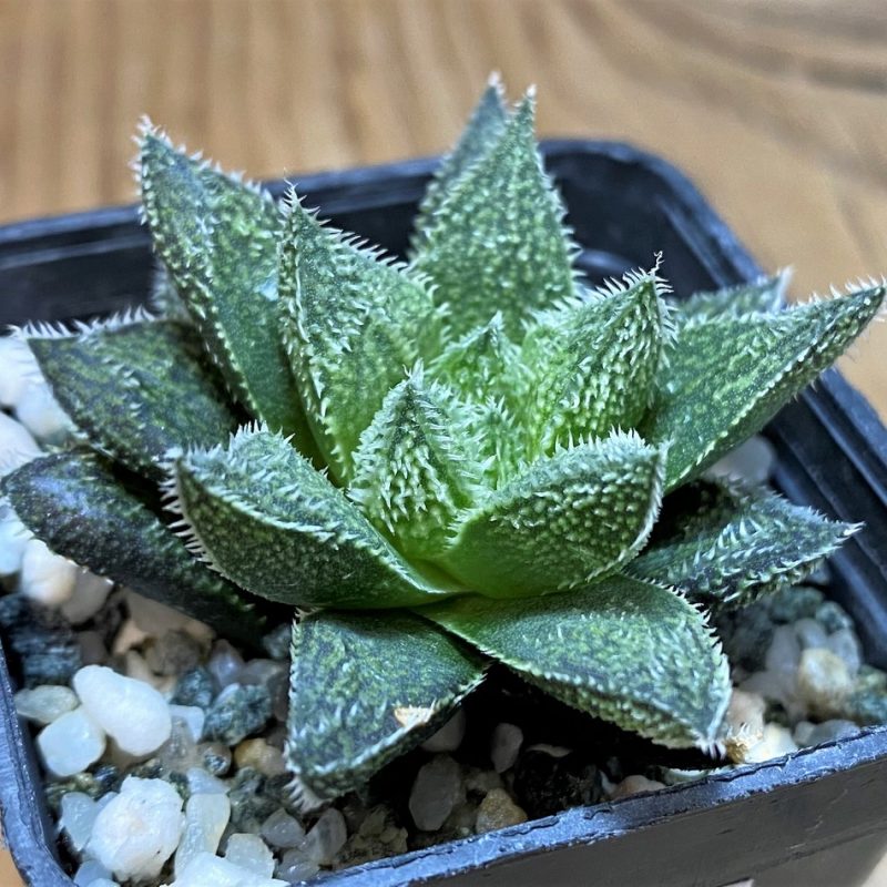 SH28652 Haworthia ‘Bunraku’ HKX-3, ex Cactus Nishi