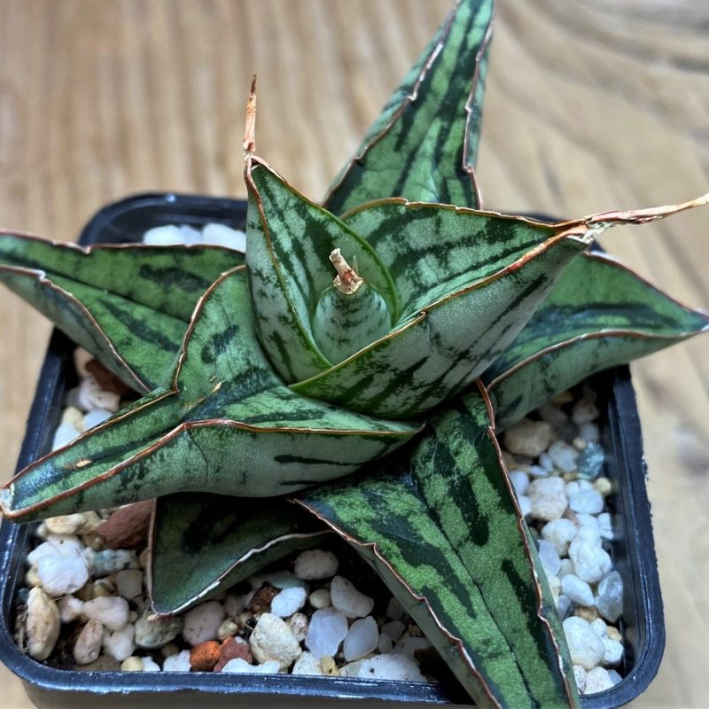 SH28646 Sansevieria 'Kaisar' hybrid