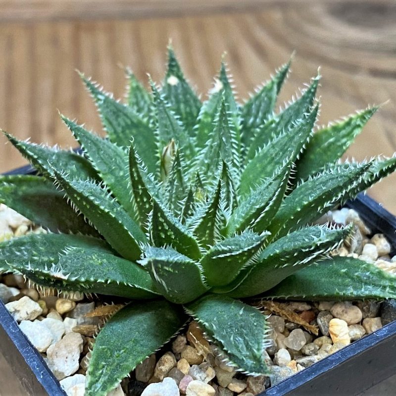 SH28653 Haworthia arachnoidea hybrid