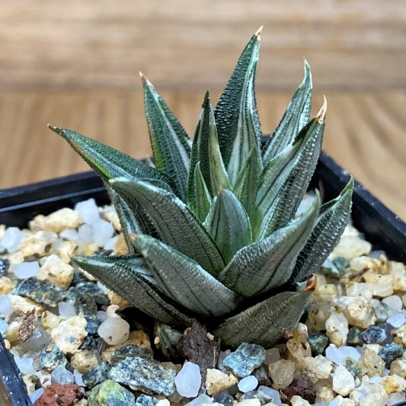 SH28654 Haworthia tortuosa f. variegata