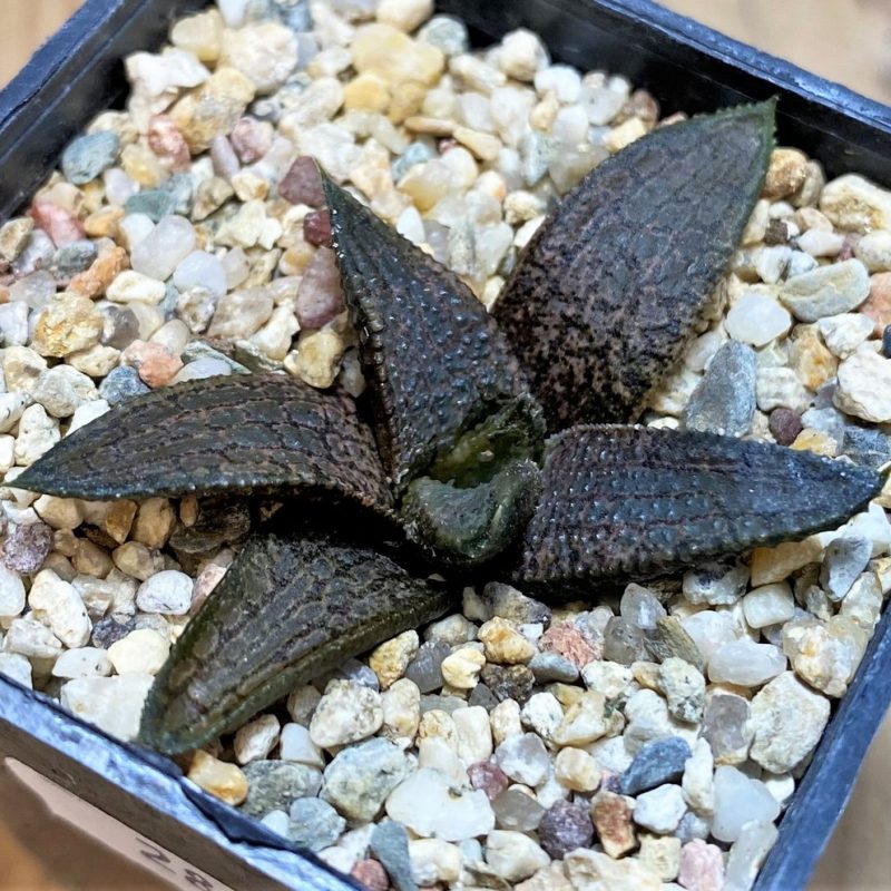 SH28655 Haworthia koelmaniorum