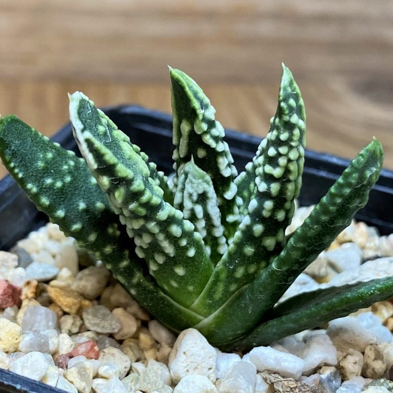 SH28656 Haworthia pumila 'Emperor'