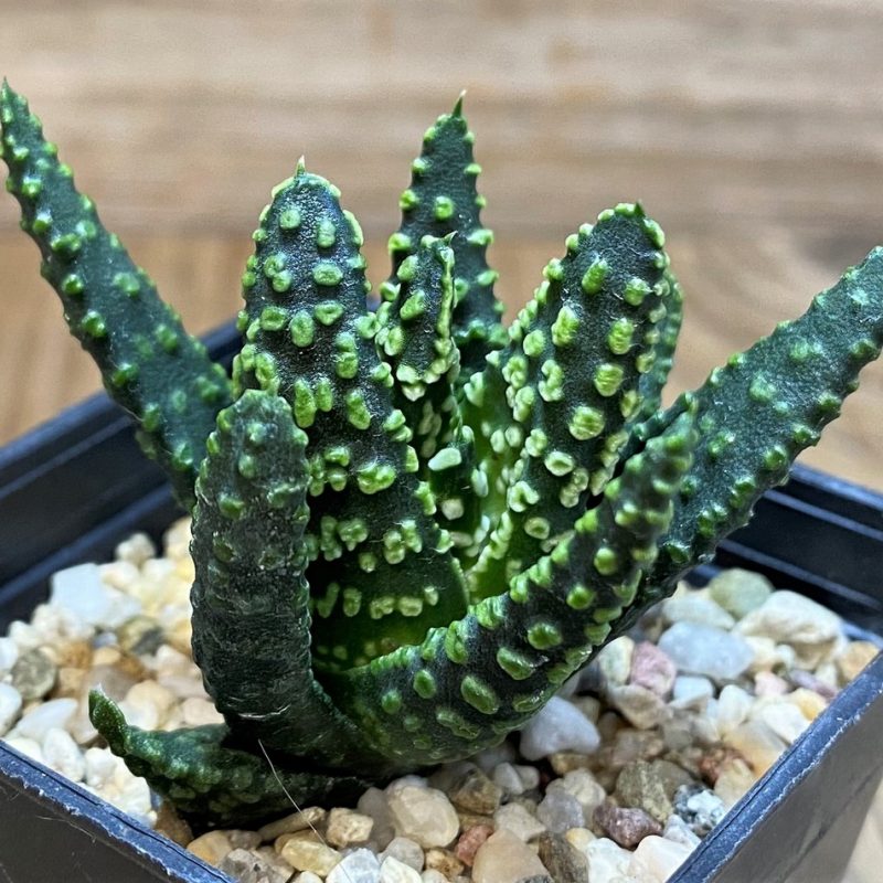 SH28657 Haworthia pumila 'Donuts' SH