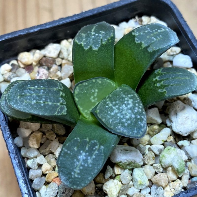 SH28658 Haworthia groenewaldii
