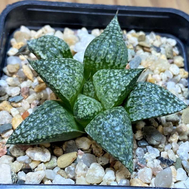 SH28659 Haworthia picta -Japan-