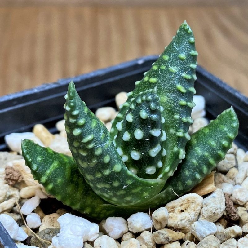 SH28661 Haworthia maxima -Hear Worcester Airoport-, seedling