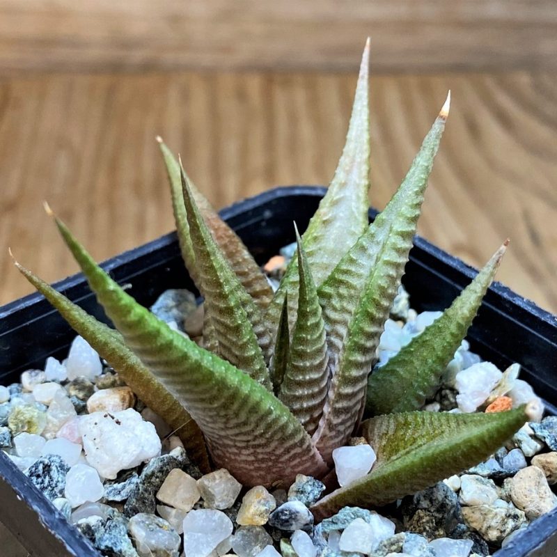SH28662 Haworthia limifolia -Golela-