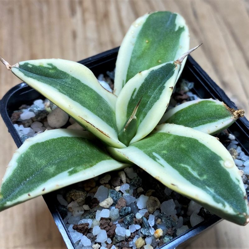 SH28647 Agave titanota 'Snaggle Tooth' f. variegata