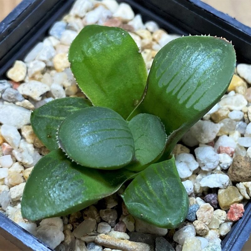 SH28664 Haworthia springbokvlakensis