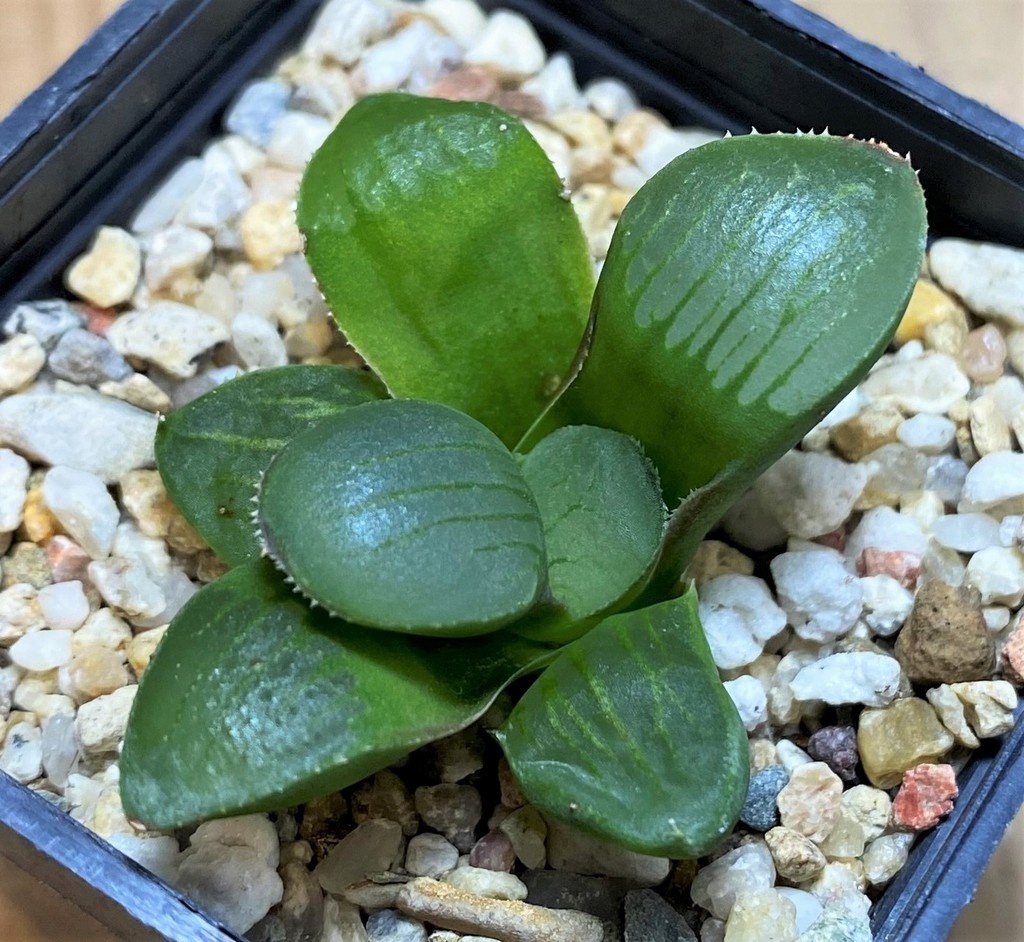 SH28664 Haworthia springbokvlakensis