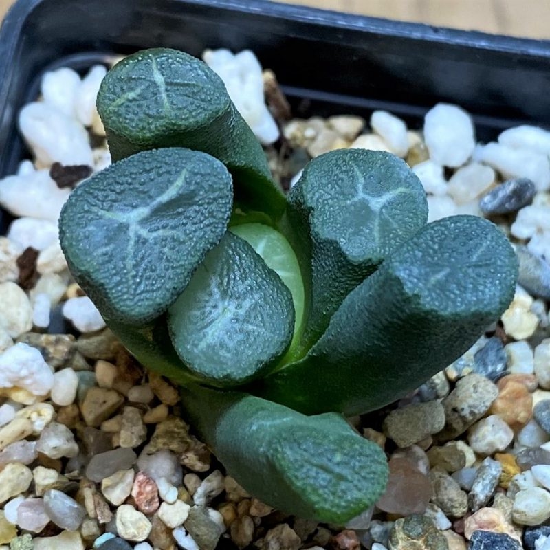 SH28665 Haworthia maughanii -Japan-