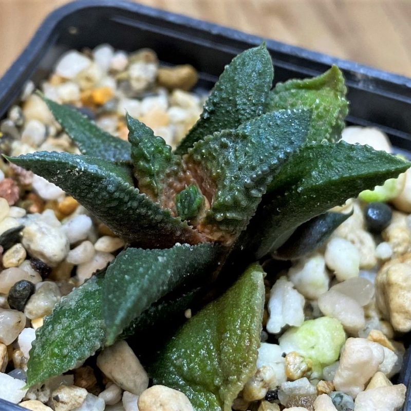 SH28666 Haworthia scabra hybrid