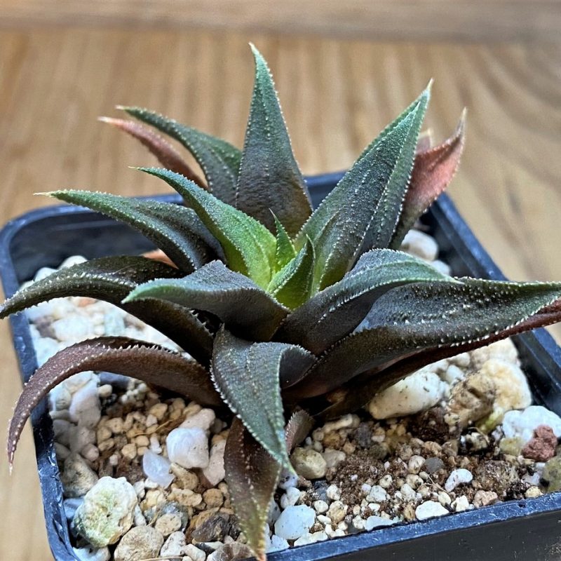 SH28667 Haworthia attenuata hybrid