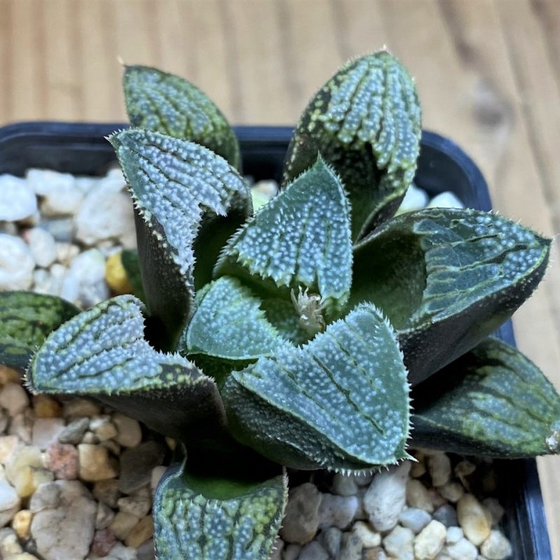 SH28668 Haworthia 'Kegazato' hybrid
