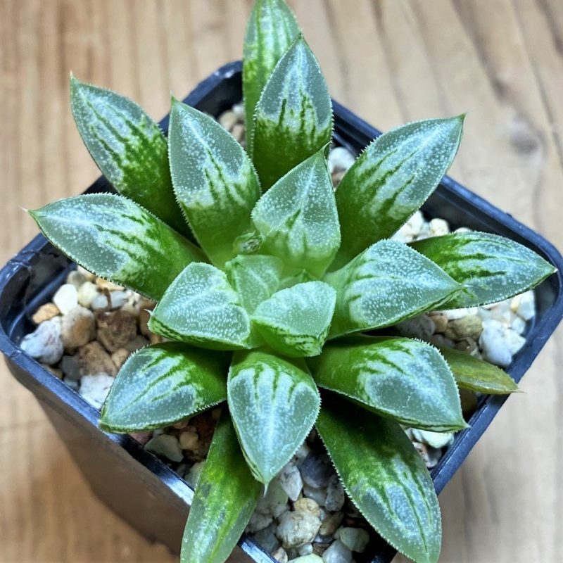 SH28671 Haworthia 'Love Heart'