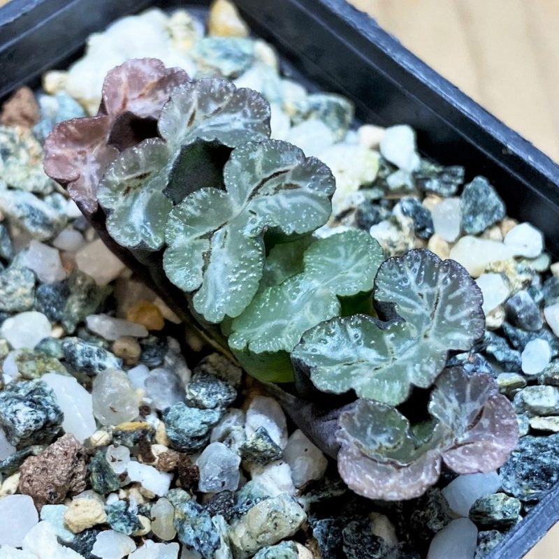 SH28672 Haworthia truncata -Japan-