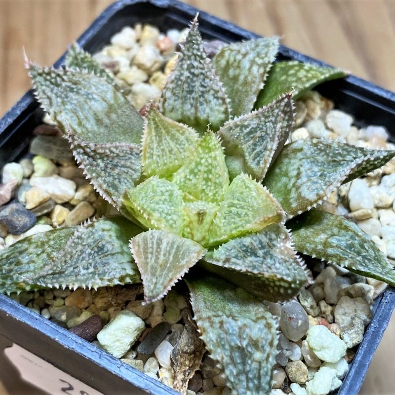 SH28673 Haworthia 'Hakuma'
