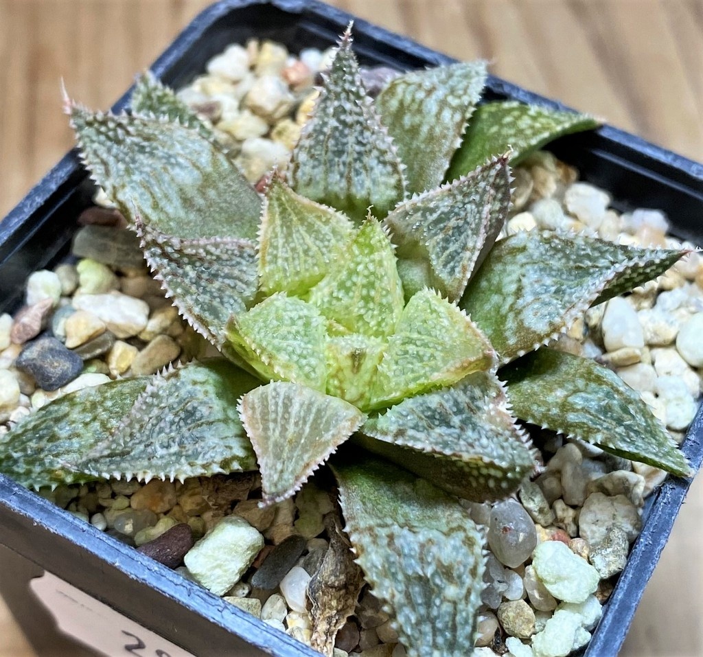 SH28673 Haworthia 'Hakuma'