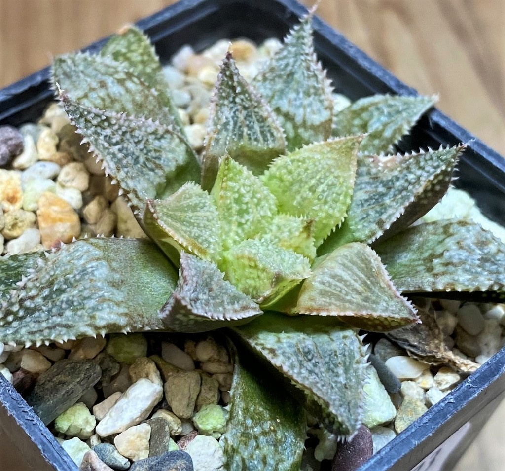 SH28673 Haworthia 'Hakuma' - Image 2