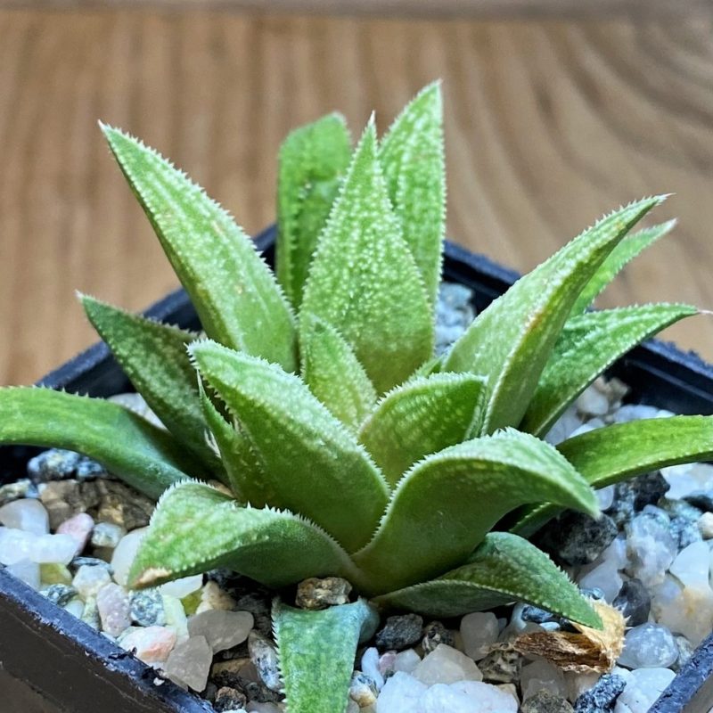 SH28674 Haworthia 'Metallica' x parxiana