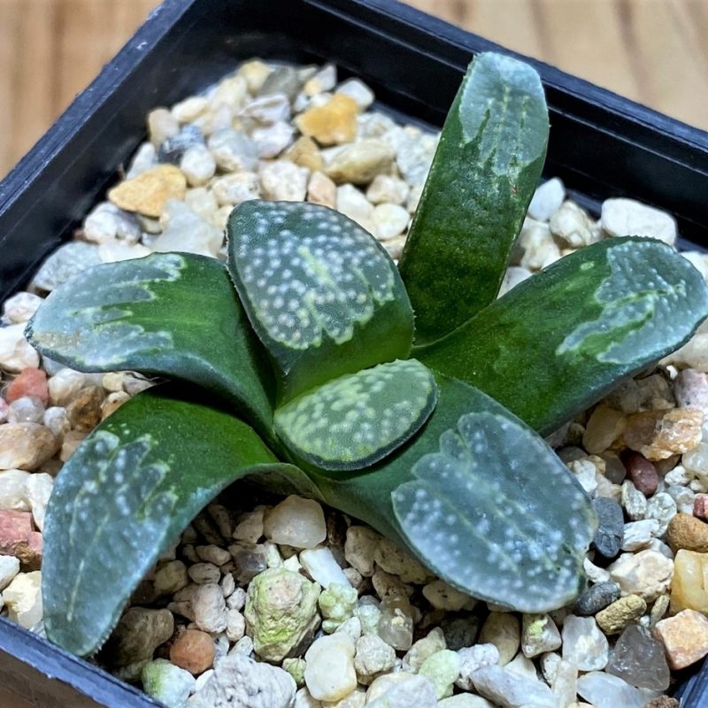 SH28675 Haworthia groenewaldii