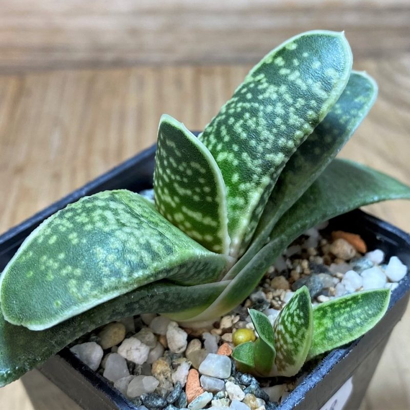 SH28648 Gasteria hybrid