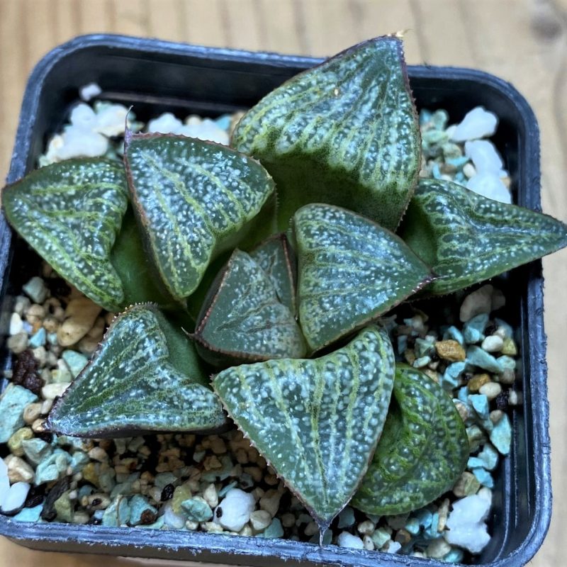 SH28676 Haworthia splendens ‘Hana Aoi’