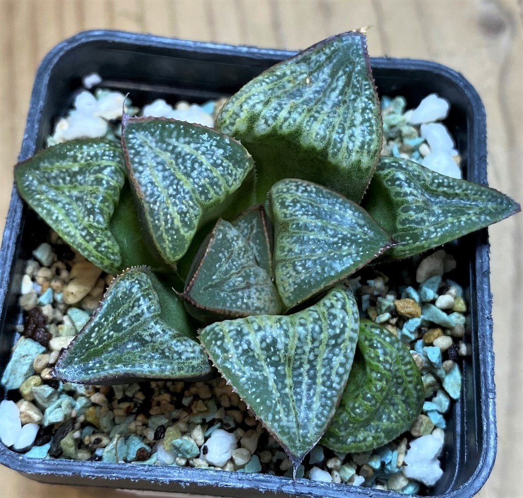 SH28676 Haworthia splendens ‘Hana Aoi’