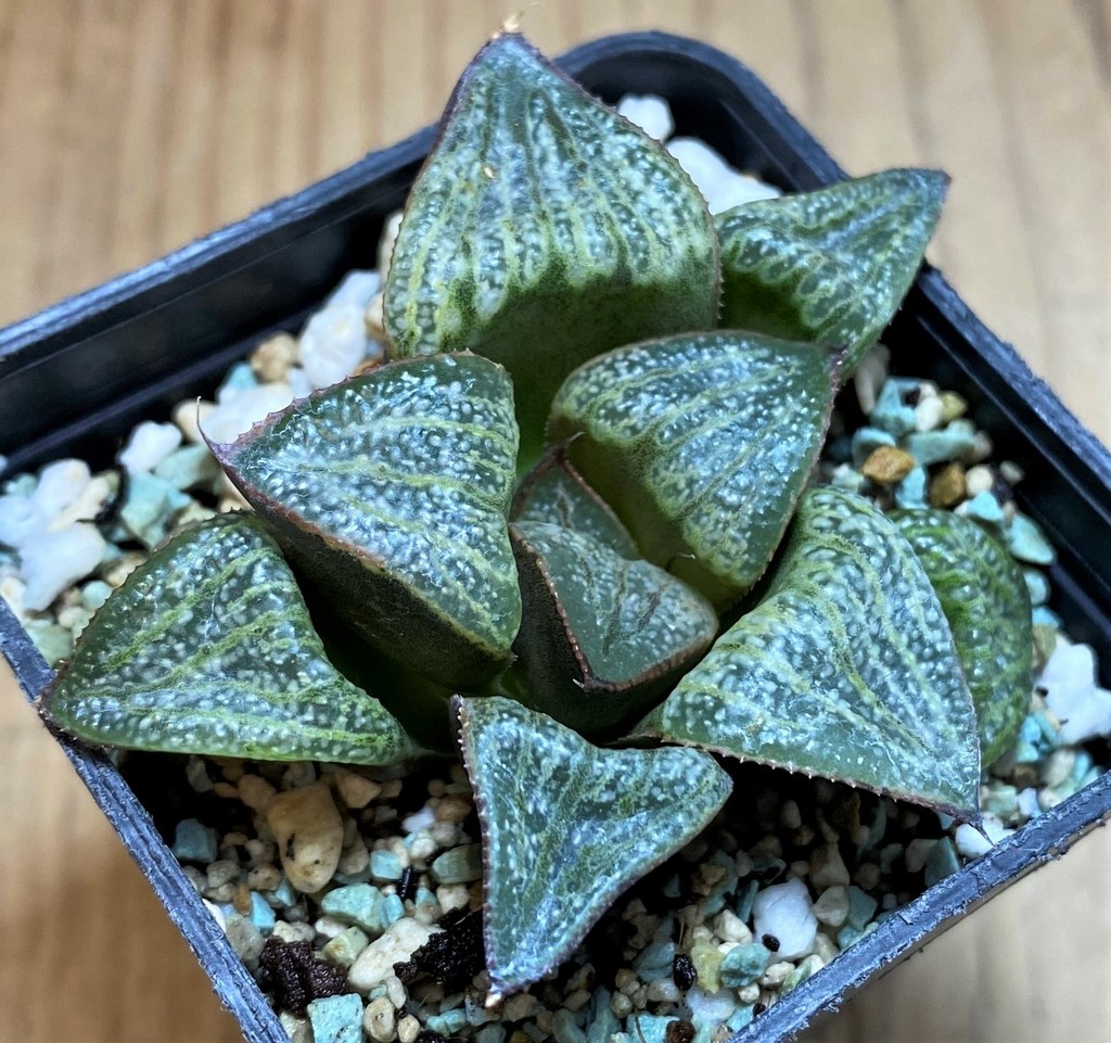 SH28676 Haworthia splendens ‘Hana Aoi’ - Obrázek 2
