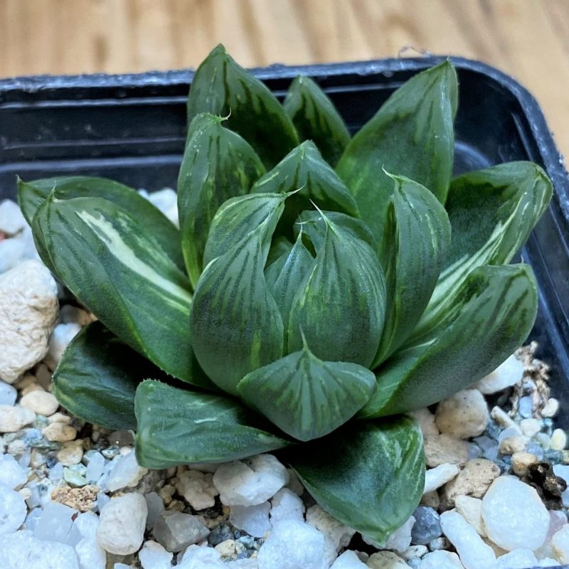 SH28677 Haworthia obtusa ‘Komomo’ f. variegata