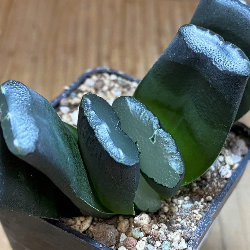 SH28678 Haworthia truncata