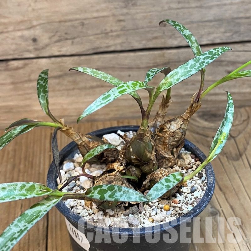 SH16887 Ledebouria socialis