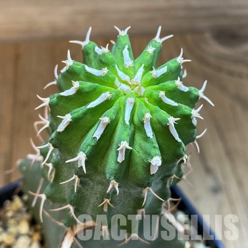 SH12107 Euphorbia columnaris, grafted