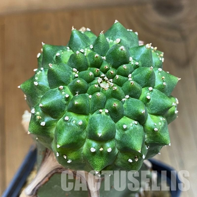 SH12105 Euphorbia gymnocalycioides, grafted